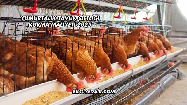 Yumurtalık Tavuk Çiftliği Kurma Maliyeti 2025