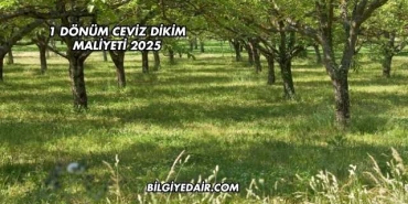 1 Dönüm Ceviz Dikim Maliyeti 2025