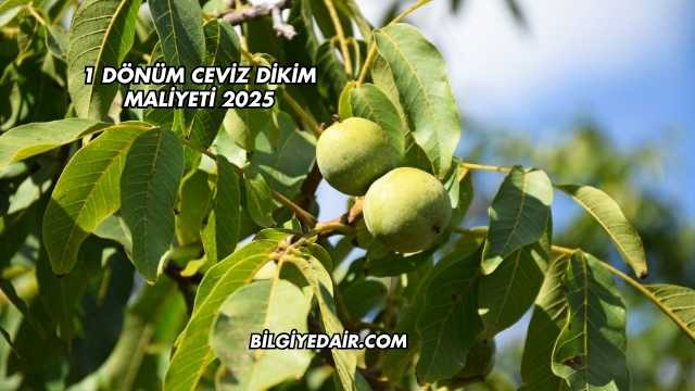 1 Dönüm Ceviz Dikim Maliyeti 2025
