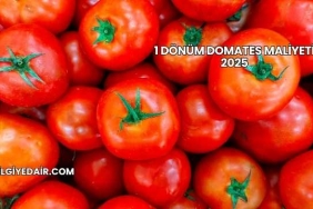 1 Dönüm Domates Maliyeti 2025