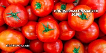 1 Dönüm Domates Maliyeti 2025