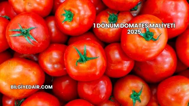 1 Dönüm Domates Maliyeti 2025