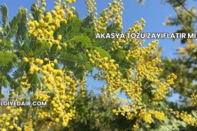 Akasya Tozu Zayıflatır mı?