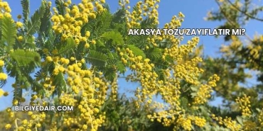 Akasya Tozu Zayıflatır mı?