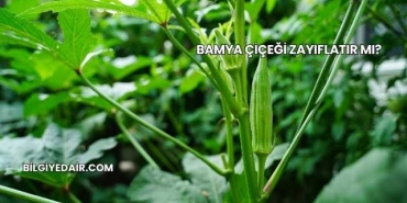 Bamya Çiçeği Zayıflatır mı?