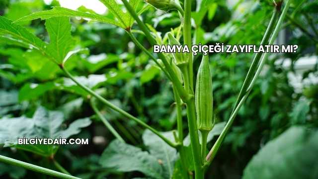 Bamya Çiçeği Zayıflatır mı?