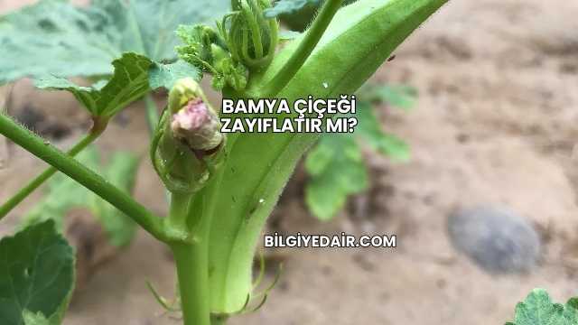 Bamya Çiçeği Zayıflatır mı?