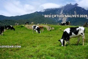 Besi Çiftliği Maliyeti 2025