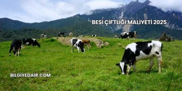 Besi Çiftliği Maliyeti 2025