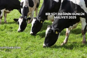 Bir Süt İneğinin Günlük Maliyeti 2025