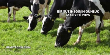 Bir Süt İneğinin Günlük Maliyeti 2025