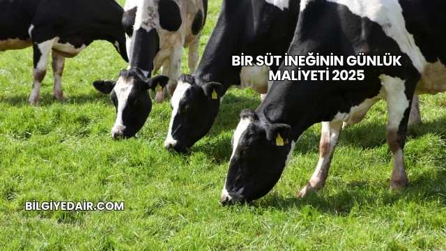 Bir Süt İneğinin Günlük Maliyeti 2025