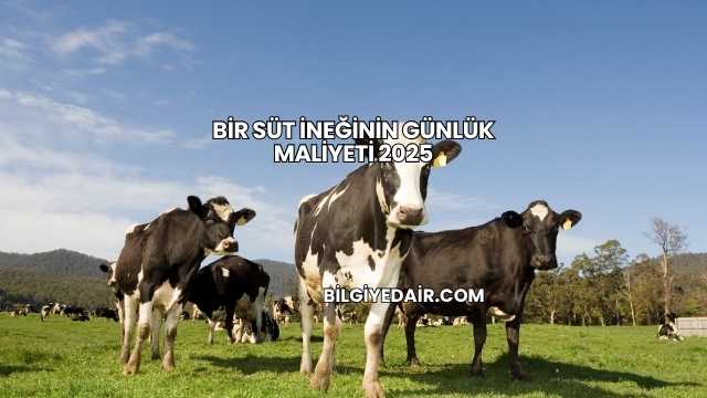 Bir Süt İneğinin Günlük Maliyeti 2025