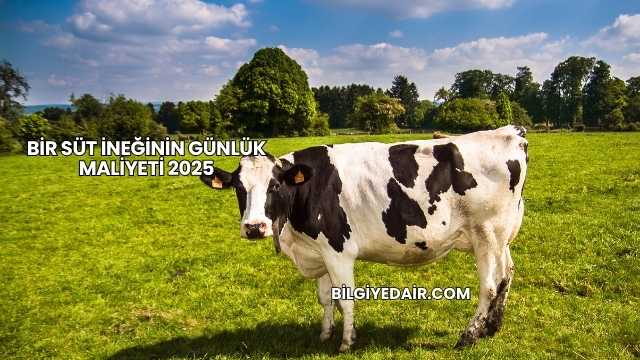 Bir Süt İneğinin Günlük Maliyeti 2025