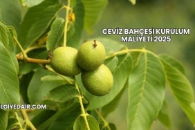 Ceviz Bahçesi Kurulum Maliyeti 2025