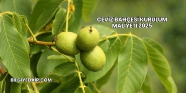 Ceviz Bahçesi Kurulum Maliyeti 2025