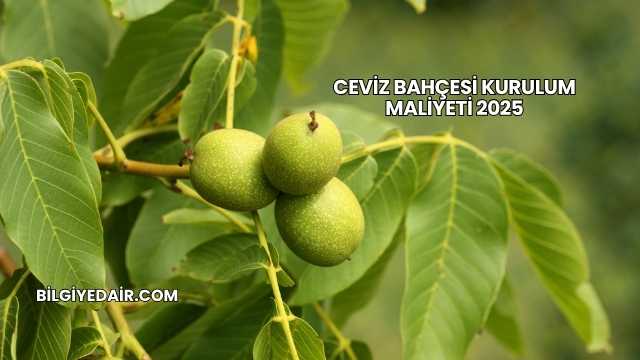 Ceviz Bahçesi Kurulum Maliyeti 2025