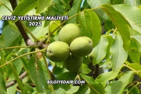 Ceviz Yetiştirme Maliyeti 2025