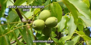 Ceviz Yetiştirme Maliyeti 2025