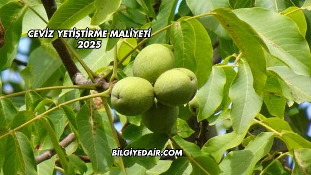 Ceviz Yetiştirme Maliyeti 2025