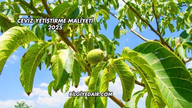 Ceviz Yetiştirme Maliyeti 2025