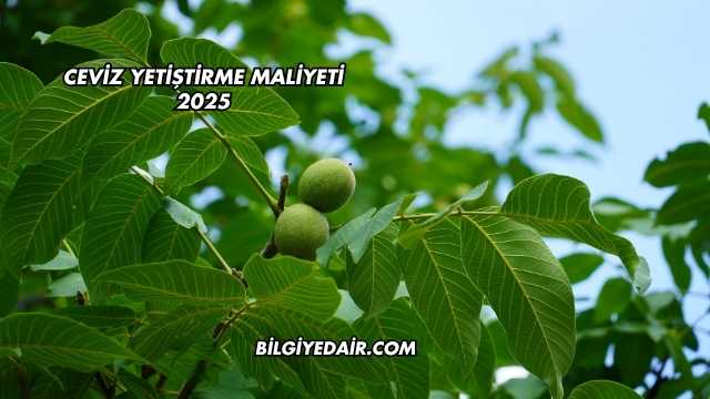 Ceviz Yetiştirme Maliyeti 2025
