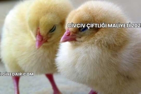 Civciv Çiftliği Maliyeti 2025