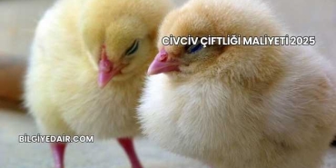 Civciv Çiftliği Maliyeti 2025