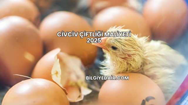 Civciv Çiftliği Maliyeti 2025