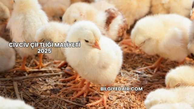 Civciv Çiftliği Maliyeti 2025
