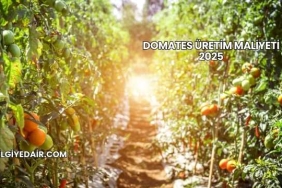 Domates Üretim Maliyeti 2025