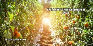 Domates Üretim Maliyeti 2025