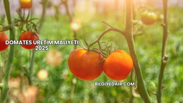 Domates Üretim Maliyeti 2025