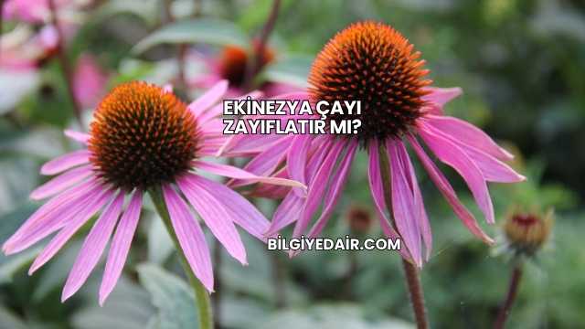 Ekinezya Çayı Zayıflatır mı?