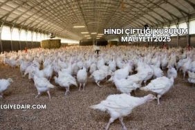 Hindi Çiftliği Kurulum Maliyeti 2025