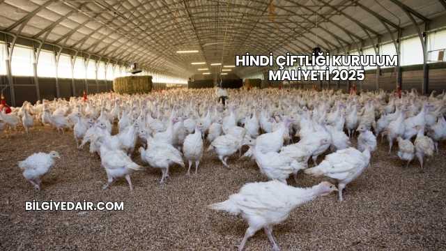 Hindi Çiftliği Kurulum Maliyeti 2025
