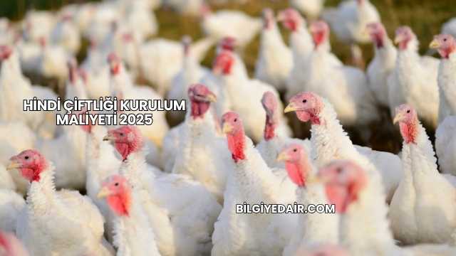 Hindi Çiftliği Kurulum Maliyeti 2025
