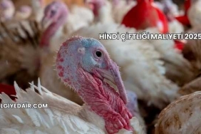 Hindi Çiftliği Maliyeti 2025