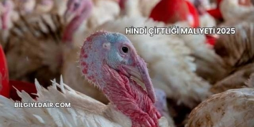Hindi Çiftliği Maliyeti 2025