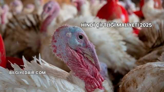Hindi Çiftliği Maliyeti 2025