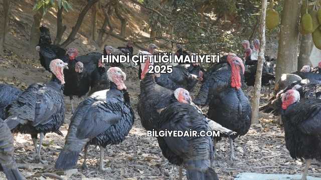 Hindi Çiftliği Maliyeti 2025