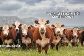 Izgaralı Besi Çiftliği Maliyeti 2025