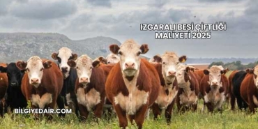 Izgaralı Besi Çiftliği Maliyeti 2025
