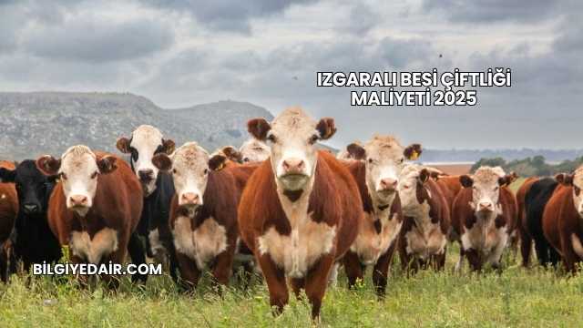 Izgaralı Besi Çiftliği Maliyeti 2025