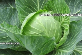Lahana Kürü Zayıflatır mı?