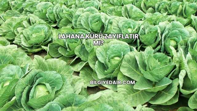 Lahana Kürü Zayıflatır mı?