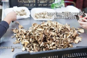Mantar Üretim Tesisi Maliyeti 2025