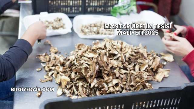 Mantar Üretim Tesisi Maliyeti 2025