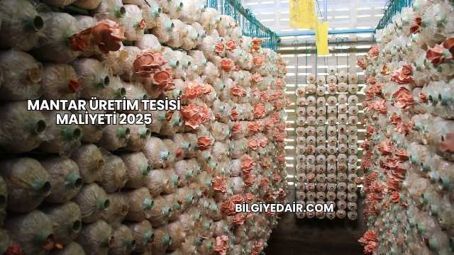 Mantar Üretim Tesisi Maliyeti 2025