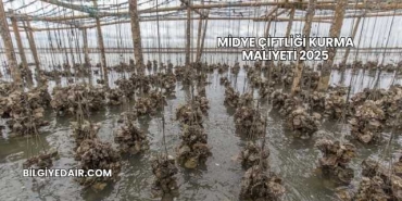 Midye Çiftliği Kurma Maliyeti 2025